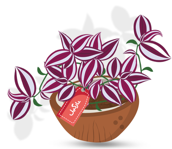  Nargil - wandering jew